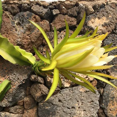 El Caserio De Gueime Con Piscina Climatizada Country house San Bartolome (Las Palmas)